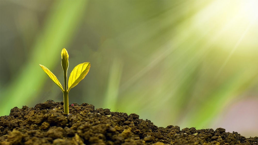 A plant grows in the sunlight .